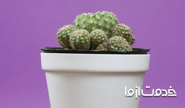 کاکتوس اچینوپسیس فورموسا